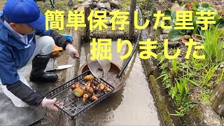 田舎暮らしの日常　簡単保存した里芋を食べるために掘り出しました、ついでに大根や白菜、柿も収穫しました　飛騨の山奥での生活