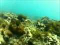 Mergulho conduzido em Maragogi - GoPro