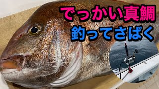 【釣り企画】相模湾のでっかい真鯛を釣って捌いて食う♪