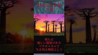 【ゆっくり解説】儚い命・・・実は短命な生物3選