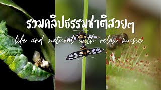 Life and nature with relaxing music,รวมคลิปธรรมชาติสวยๆ