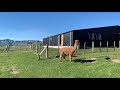 shamarra alpaca farm tours akaroa