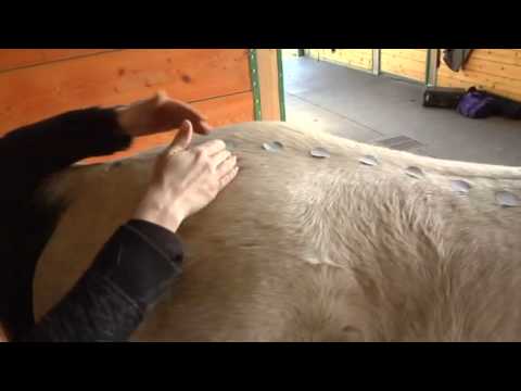 Do horses have a spine?
