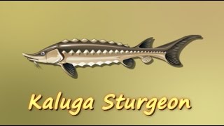 Fishao - Kaluga Sturgeon (5★)