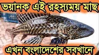 অদ্ভুত রহস্যময় মাছ বাংলাদেশের সব খানে | Strange Fish