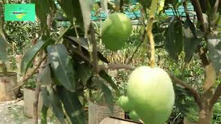 মৌসুমী ফল  | Seasonal fruit | | Natural BD