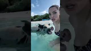 Swimming with famous swimming pigs in the Bahamas