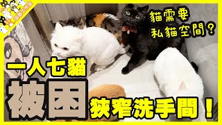 【孤貓工作室】一人七貓被困狹窄洗手間！貓需要私貓空間？