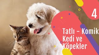 Tatlı Kediler 😻 Köpekler🐶  Minik dostlarımızın komik anları🤣 Sevimli hayvanlarla rahatlayın 🤣   (4)