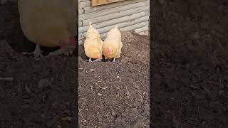 OMC! Hard working hens - More excavation \u0026 composting detail for these little workers! #work #shorts