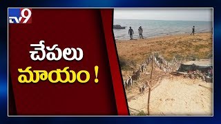 శ్రీశైలం బ్యాక్ వాటర్ లో మాయమవుతున్న మత్స్య సంపద  - TV9