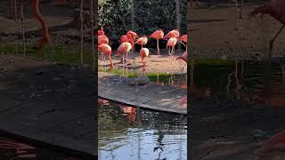 上野動物園フラミンゴ