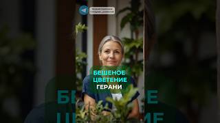 Как заставить цвести герань? #цветы #растения #дача #сад #огород #лайфхаки #герань