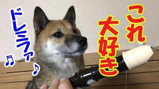 柴犬リキとリコ 音楽の時間　一緒に歌ってる？！【かわいい】Shiba inu Riki and Riko/Let's sing