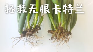 拯救无根卡特兰