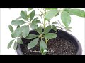 How to Grow and Care Schefflera Plant / Umbrella by Stem Cuttings