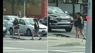 Motorist catches two women escort an alligator safely across the road - 247 news