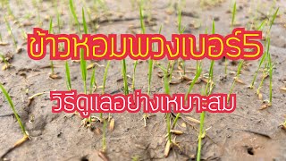 ข้าวหอมพวงเบอร์5 วิธีดูแลอย่างเหมาะสม