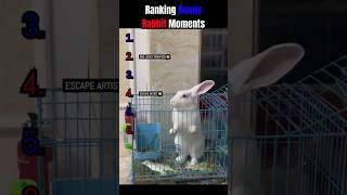 Bunny Rabbit Moments