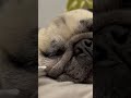 鼻息かわいい アポチャンネル pug パグのいる生活 パグ パグのいる暮らし 眠い 寝ます くつろぎ