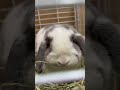 ゆきまるがただモグモグする動画 rabbit かわいいうさぎ 癒し