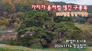 경남합천 500년된 천연기념물, 화양리 소나무 | 20241114