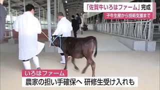 「佐賀牛」の繁殖農家が減少 子牛の生産から技術支援まで手掛ける新たな生産拠点が唐津市に完成【佐賀県】 (23/05/25 12:00)