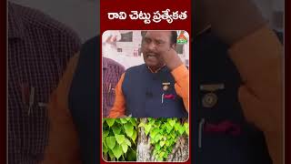 రావి చెట్టు ప్రత్యేకత | Peepal Tree | PMC Health