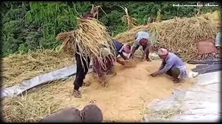 Kan Kounu|Tamsamon|Kabuikhullen|Inpui (Kabui)|Harvest