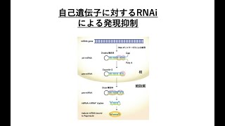 11 RNA干渉 (2)