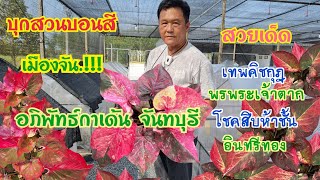 บุกสวนบอนสีทีเด็ดเมืองจัน.!!.อภิพัทธ์กาเด้น  พรพระเจ้าตาก เทพคิชกุฎ โชคสิบห้าชั้น อินทรีทอง สวยมาก!!