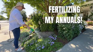 How I Fertilize My Annuals in the Garden! 🌸🌼🌸 :: Feeding My Supertunias 🌸