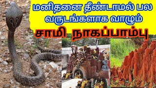 யாரையும் கடிக்காமல் பல மாதங்களாக ஒரே இடத்தில் இருந்த நாகப்பாம்பு |SnakeSaga