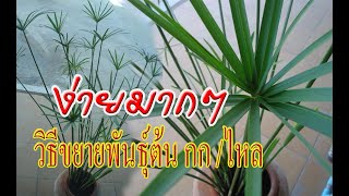 สาธิตการขยายพันธุ์ กก ไหลทอเสื่อ