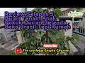 Review Selepas 5 Bulan Tanam Anak Pokok Durian Belanda Baka Brazil Tepi Rumah❗❗❗#1️⃣6️⃣1️⃣