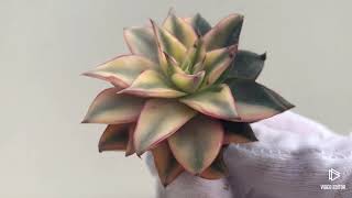 Echeveria Monocerotis var.