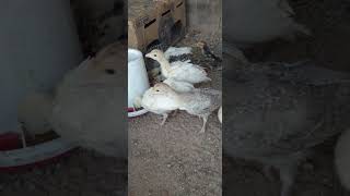 កូនមាន់ទោពូជធំ​ #petlover #rabbit #birds #farming #animals 0969971819​