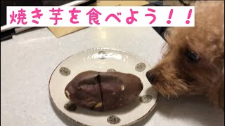 [愛犬トイプードルと一緒] 寒い日は、オーブンレンジで焼き芋を焼こう！！byアラフォー