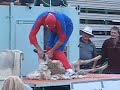 henley on lake wallace spiderman shears a sheep in 54 seconds