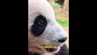 宋爷爷休假几天回来发现辉宝性格都变淑女了 #panda #大熊猫 #cute #搞笑