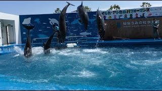 感動するイルカとアシカのショー水族館 aquarium dolphin show