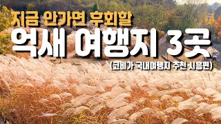 국내 가을 억새 여행지 3곳 서울 근교 경기도편 시흥 늦가을은 억새 갈대와 함께