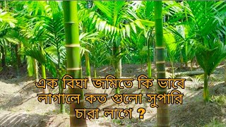 এক বিঘা জমিতে বিভিন্ন মাপে কতগুলো সুপারি গাছ রোপণ করা যায়। betel nut