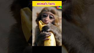 उल्टा उड़ने वाला पक्षी | facts | amazing facts | interesting facts #facts #shorts #factupng #yt