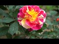 new method of grafting roses how to graft roses for beginner