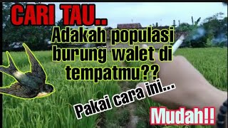 CEKLOK/Cek lokasi cara ngetest ada/tidak populasi burung walet