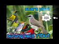 SUARA pikat burung kecil ribut