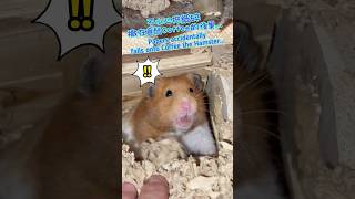 倉鼠被紙碎嚇倒了! A Scared Hamster #shorts