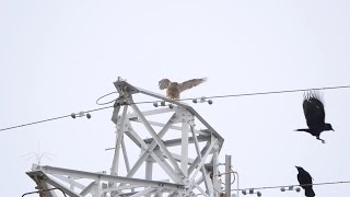 酒匂川水系仙了川のオオタカ（若鳥）その２（カラスに威嚇される）（4K動画）