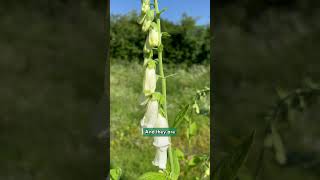 Digitalis purpurea f. albiflora (zones 4 to 8)